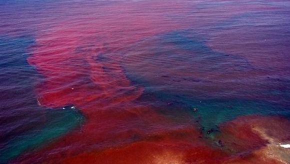 Red tide Red Tide Confirmed In Florida What You Need To Know