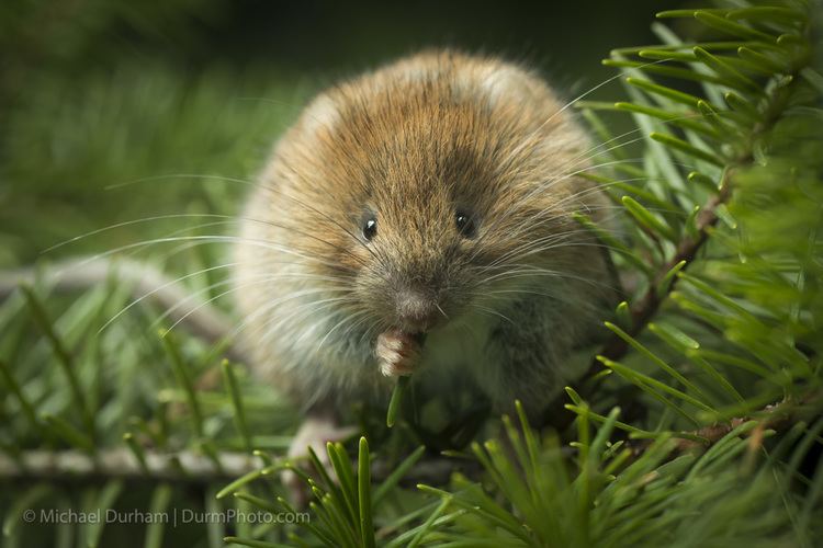 Red tree vole Red Tree Vole Oregon Conservation Strategy