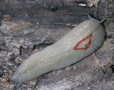 Red triangle slug Redtriangle Slug Queensland Museum