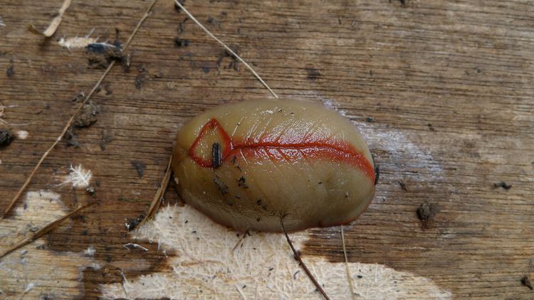 Red triangle slug Real Monstrosities Red Triangle Slug