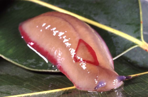 Red triangle slug Red Triangle Slugs on the rampage