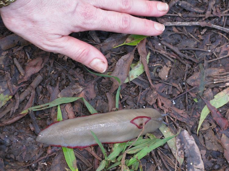 Red triangle slug Red Triangle Slug The Red Trianlge Slug Triboniophorus gr Flickr