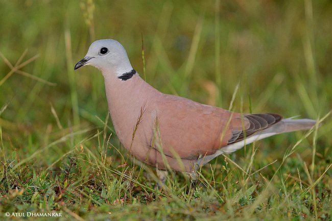 Red turtle dove Oriental Bird Club Image Database Red Collared DoveRed Turtle