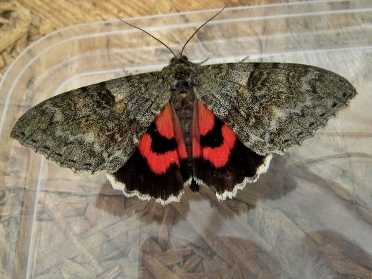 Red underwing Red Underwing Catocala nupta Norfolk Moths The macro and micro