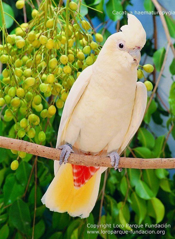 Red-vented cockatoo Redvented Cockatoo Cacatua haematuropygia reflpfu46309