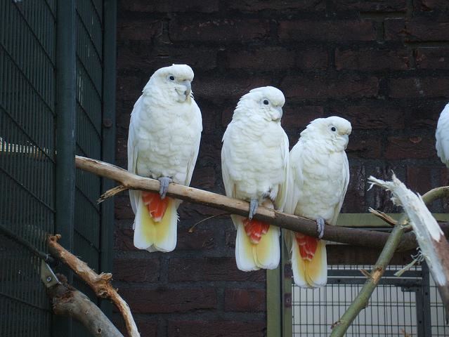 Red-vented cockatoo Go Philippines The Redvented Cockatoo of the Philippines