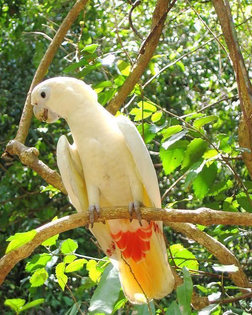 Red-vented cockatoo Go Philippines The Redvented Cockatoo of the Philippines