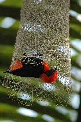 Red-vented malimbe African Bird Club