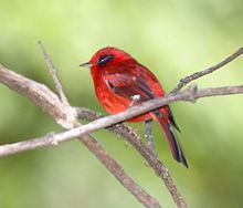 Red warbler httpsuploadwikimediaorgwikipediacommonsthu
