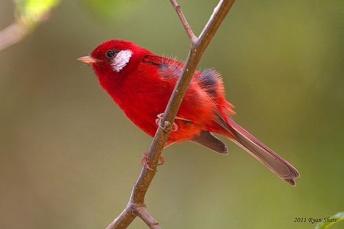 Red warbler Red Warbler Ergaticus ruber A common yet stunning bird o Flickr