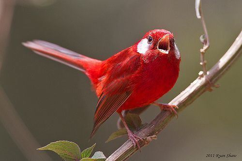 Red warbler 1000 images about Birds Warbler Various on Pinterest