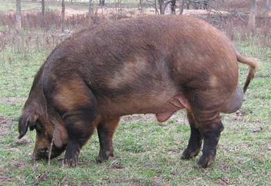 Red Wattle hog Slow Food USA Red Wattle Hog