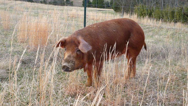 Red Wattle hog Red Wattle hog Wikipedia