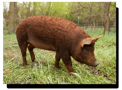 Red Wattle hog CRANKY CARLS FARMS NEW CRANKYCARLSFARMSCOM our New Site