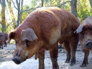 Red Wattle hog The Livestock Conservancy