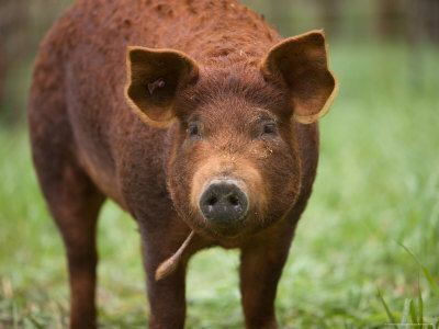 Red Wattle hog Red Wattle Pig this will be our first pig Farming stuff