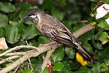 Red wattlebird httpsuploadwikimediaorgwikipediacommonsthu