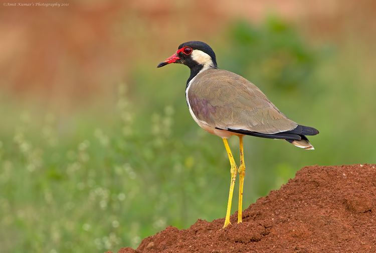 Red-wattled lapwing Red Wattled Lapwing More info