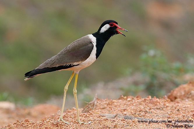 Red-wattled lapwing Nesting Record of Red Wattled Lapwing Photo Gallery by Nelson Khor