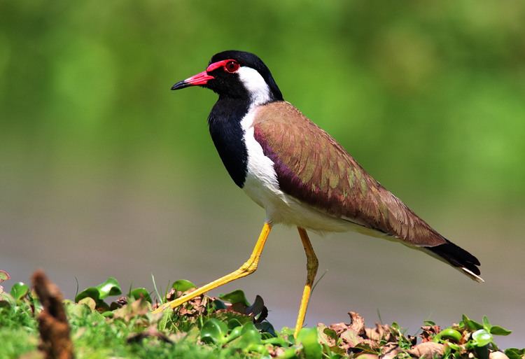 Red-wattled lapwing Red Wattled Lapwing More info