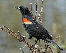 Red-winged blackbird httpsuploadwikimediaorgwikipediacommonsthu