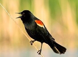 Red-winged blackbird Redwinged Blackbird Identification All About Birds Cornell Lab
