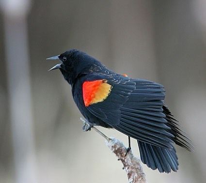 Red-winged blackbird Redwinged Blackbird Identification All About Birds Cornell Lab