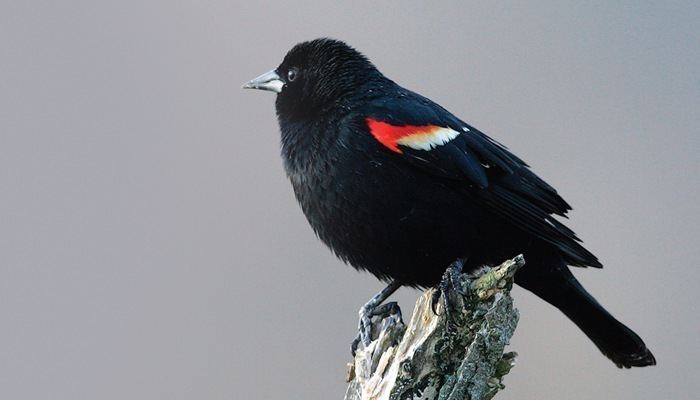 Red-winged blackbird Blackbirds Wild Birds Unlimited Wild Birds Unlimited