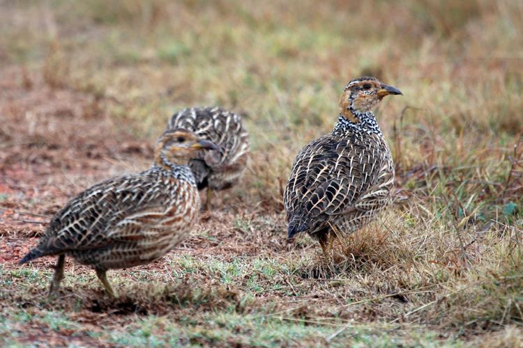 Red-winged francolin Redwinged Francolin Bird amp Wildlife Photography by Richard and