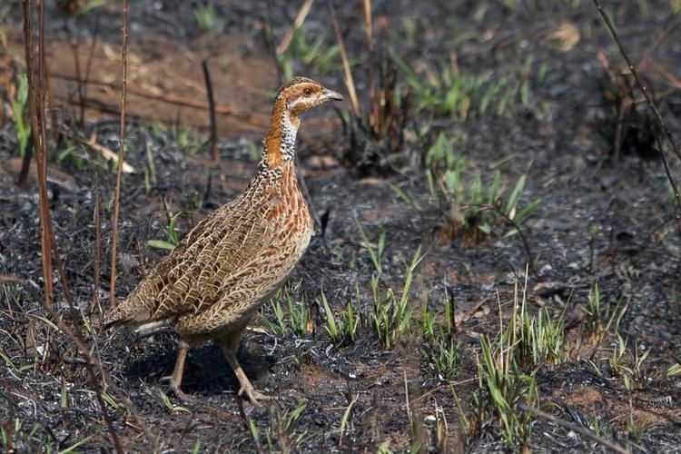 Red-winged francolin Photos of Redwinged Francolin Scleroptila levaillantii the