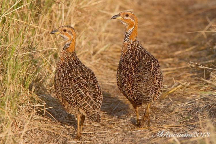 Red-winged francolin Photos of Redwinged Francolin Scleroptila levaillantii the