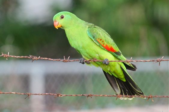 Red-winged parrot redwinged parrot Bininj Kunwok Names for Plants and Animals