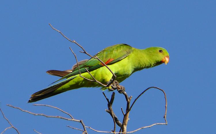 Red-winged parrot Redwinged Parrot BIRDS in BACKYARDS