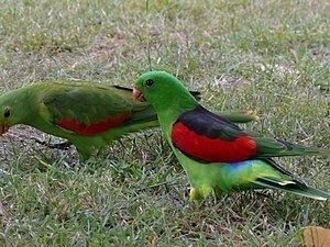 Red-winged parrot httpsuploadwikimediaorgwikipediacommonsthu