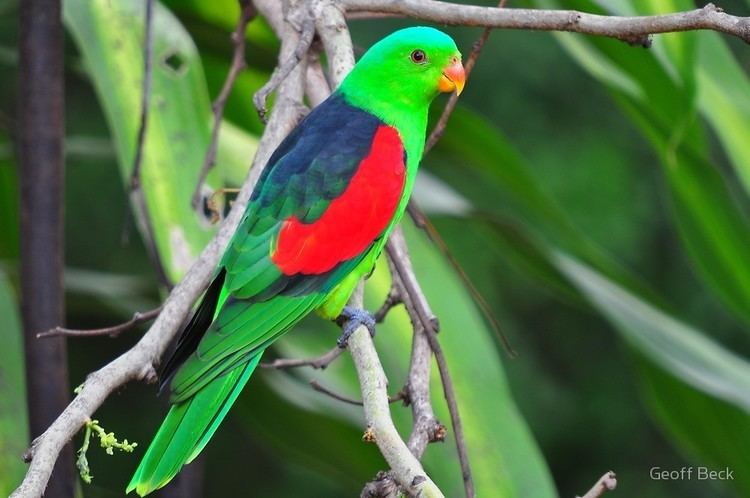 Red-winged parrot Red Wing Parrotquot by Geoff Beck Redbubble