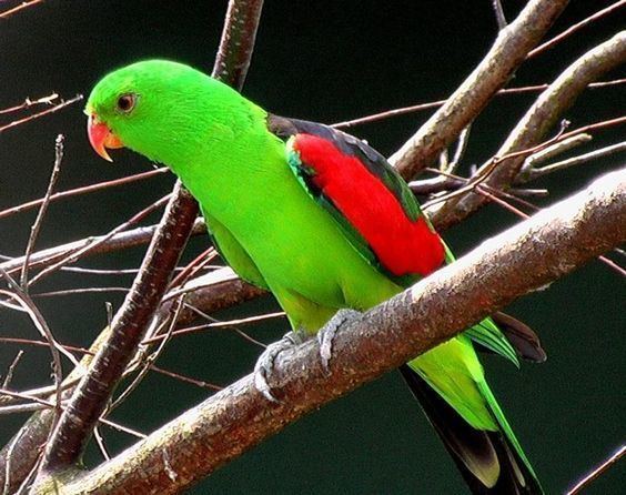 Red-winged parrot red winged parrot Australia Pinterest Red Parrots and Red wing