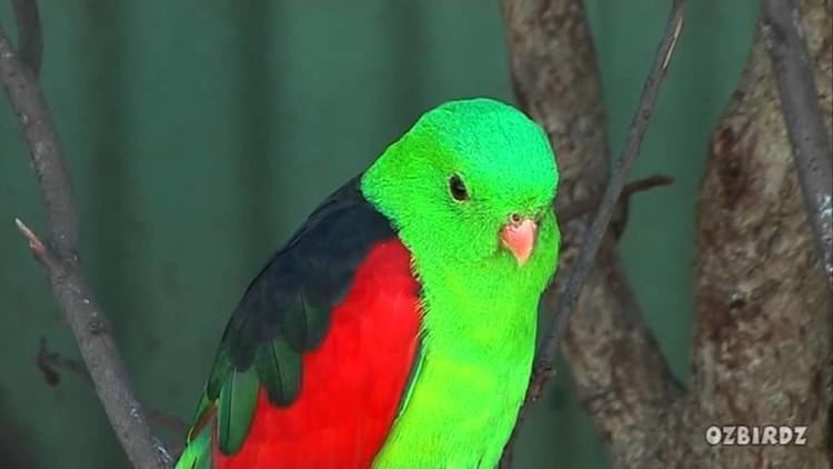 Red-winged parrot RedWinged Parrot 2 YouTube