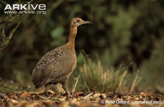 Red-winged tinamou Redwinged tinamou videos photos and facts Rhynchotus rufescens