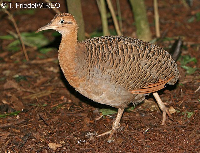 Red-winged tinamou Bird Orders