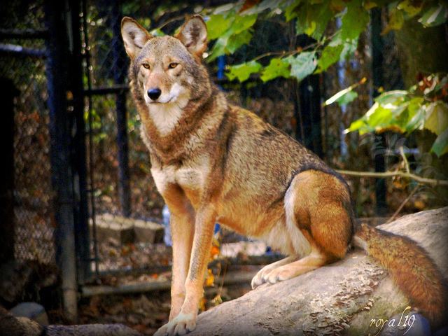 Red wolf Wild South The Fight for Red Wolf Survival Continues
