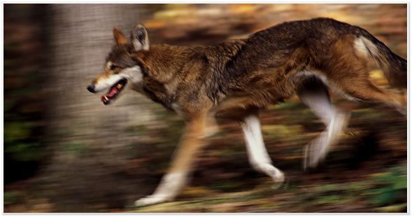 Red wolf Red Wolf Endangered Wolf Center