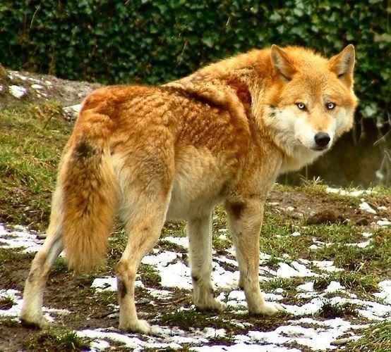 Red wolf - Alchetron, The Free Social Encyclopedia