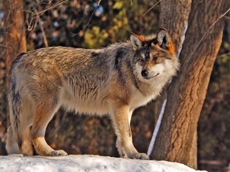 Red wolf Red Wolf Facts History Useful Information and Amazing Pictures