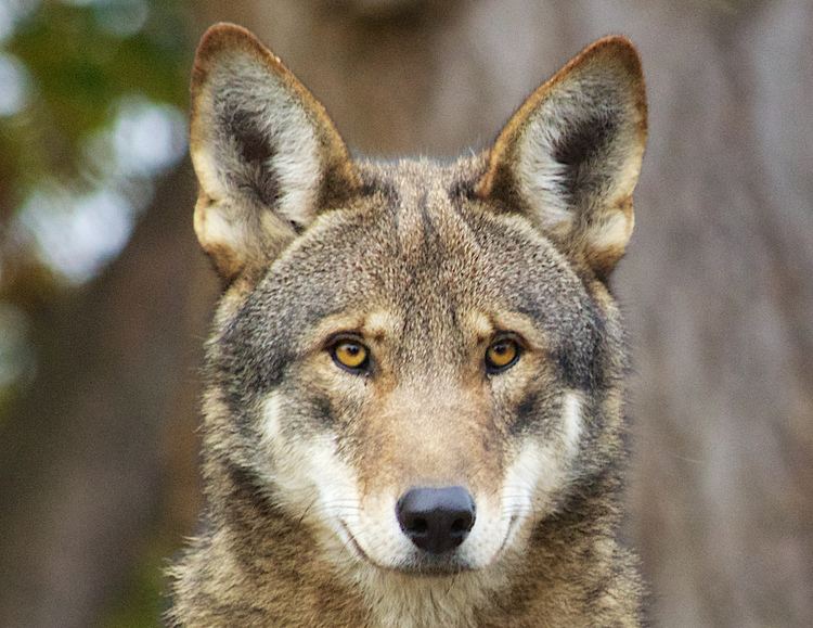 Red wolf The Red Wolf Is Mostly Coyote Motherboard