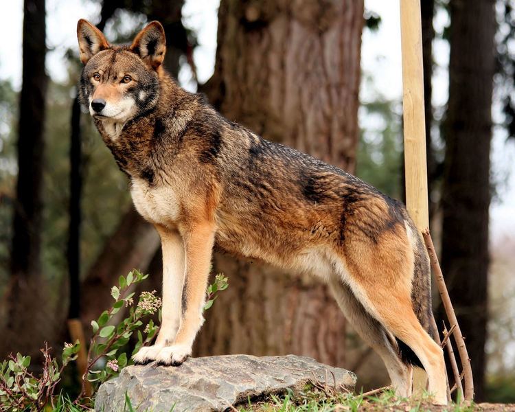 Red wolf BiodiversityWarriors Red Wolf