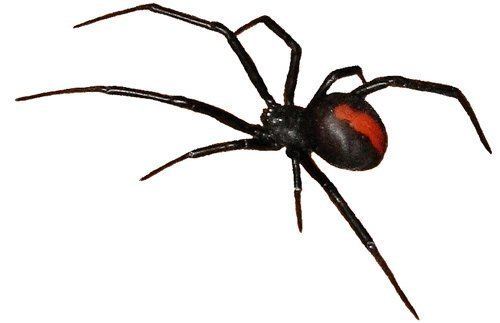 Redback spider Australian Spiders Venomous Redback Spider Poisonous Funnel Web Spider