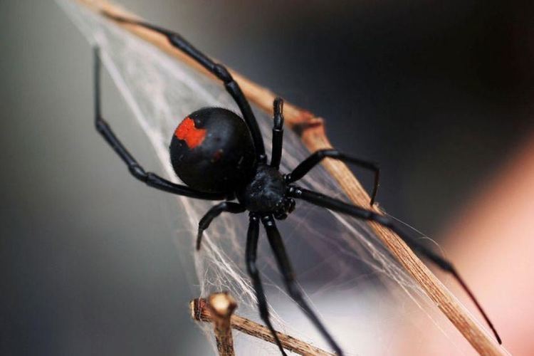 Redback spider Redback spider numbers booming in Queensland39s southeast ABC