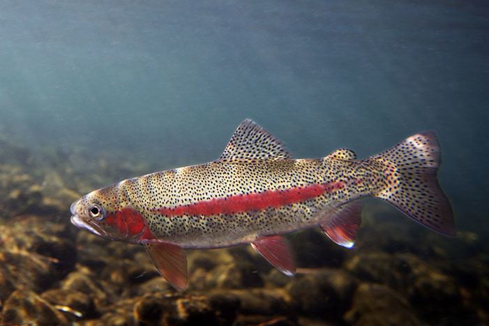 fishing planet unique oregon redband trout