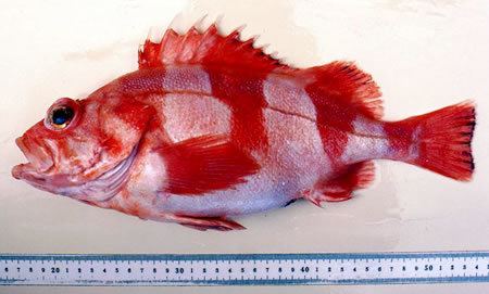 Redbanded rockfish wdfwwagovfishingbottomfishidentificationgrap