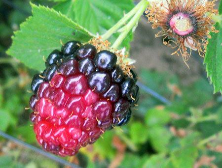 Redberry mite Redberry mite damage to blackberries MSU Extension